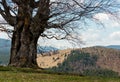 Beech tree in spring mountains Royalty Free Stock Photo