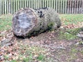 Beech Tree Trunk with Fungi Royalty Free Stock Photo