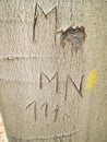 Beech tree trunk with old engraving writings and numbers