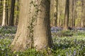 Beech tree trunk Royalty Free Stock Photo