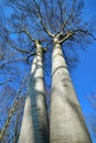 Beech tree trunk upward view