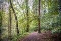 Beech Tree woodlands with sunshine shining through the canopy Royalty Free Stock Photo