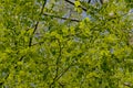 Beech treebranches with fresh green spring leaves Royalty Free Stock Photo