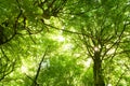 Beech trees Royalty Free Stock Photo