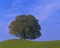 Beech-trees Royalty Free Stock Photo