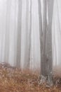 Beech Trees Royalty Free Stock Photo