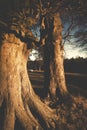 Beech trees aDisley, Stockport, Darbyshire Englandgainst blue sky Lyme Park Royalty Free Stock Photo