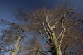 Beech trees aDisley, Stockport, Darbyshire Englandgainst blue sky Lyme Park Royalty Free Stock Photo