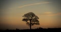 Beech trees aDisley, Stockport, Darbyshire Englandgainst blue sky Lyme Park Royalty Free Stock Photo