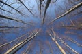 Beech trees - autumn Royalty Free Stock Photo