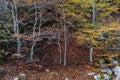 Beech trees autumn colours in temperate broadleaf forest Royalty Free Stock Photo
