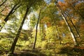 Beech trees in autumn forest against the blue sky Royalty Free Stock Photo