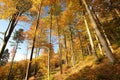 Beech trees in autumn forest against the blue sky Royalty Free Stock Photo