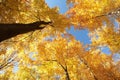 Beech trees in an autumn forest against the blue sky Royalty Free Stock Photo