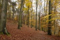 Beech trees autumn forest Royalty Free Stock Photo