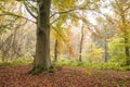 Beech trees autumn forest Royalty Free Stock Photo