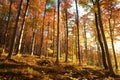 Beech trees in an autumn forest during sunrise Royalty Free Stock Photo