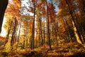 Beech trees in an autumn forest during sunrise Royalty Free Stock Photo
