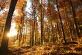 Beech trees in an autumn forest during sunrise