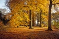 Beech trees in beautiful autum colors Royalty Free Stock Photo