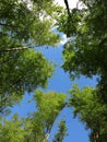 Under green beech canopy towards blue sky, spring season nature