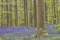 Beech trees and bluebells blooming in the springtime forest Royalty Free Stock Photo