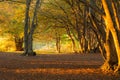 Beech trees in Canfaito forest Marche, Italy at sunset with warm colors, sun filtering through and long shadows Royalty Free Stock Photo