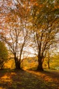 Beech trees in Canfaito forest Marche, Italy at sunset with warm colors, sun filtering through and long shadows Royalty Free Stock Photo