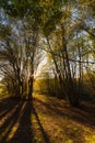 Beech trees in Canfaito forest Marche, Italy at sunset with warm colors, sun filtering through and long shadows Royalty Free Stock Photo
