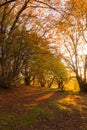 Beech trees in Canfaito forest Marche, Italy at sunset with warm colors, sun filtering through and long shadows Royalty Free Stock Photo