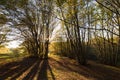 Beech trees in Canfaito forest Marche, Italy at sunset with warm colors and long shadows Royalty Free Stock Photo