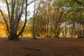 Beech trees in Canfaito forest Marche, Italy at sunset with warm colors, sun filtering through and long shadows Royalty Free Stock Photo