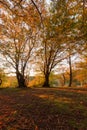 Beech trees in Canfaito forest Marche, Italy at sunset with warm colors, sun filtering through and long shadows Royalty Free Stock Photo