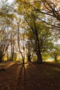 Beech trees in Canfaito forest Marche, Italy at sunset with warm colors, sun filtering through and long shadows Royalty Free Stock Photo