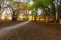 Beech trees in Canfaito forest Marche, Italy at sunset with warm colors, sun filtering through and long shadows Royalty Free Stock Photo