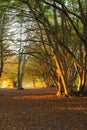 Beech trees in Canfaito forest Marche, Italy at sunset with warm colors, sun filtering through and long shadows Royalty Free Stock Photo