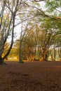 Beech trees in Canfaito forest Marche, Italy at sunset with warm colors, sun filtering through and long shadows Royalty Free Stock Photo