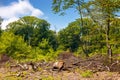beech trees cut down in the deciduous forest Royalty Free Stock Photo