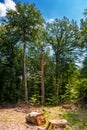 beech trees cut down in the deciduous forest Royalty Free Stock Photo