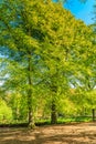 Beech trees, Fagus sylvatica, along forest path with soft yellow green leaves in spring Royalty Free Stock Photo