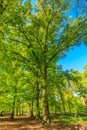 Beech trees, Fagus sylvatica, along forest path with soft yellow green leaves in spring Royalty Free Stock Photo