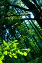 Beech trees in forest Royalty Free Stock Photo