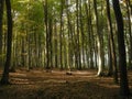 Beech trees forest in autumn / fall daylight Royalty Free Stock Photo