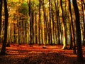 Beech trees forest in autumn / fall daylight Royalty Free Stock Photo