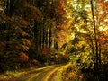 Beech trees forest at autumn / fall daylight Royalty Free Stock Photo