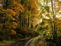 Beech trees forest at autumn / fall daylight Royalty Free Stock Photo