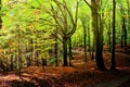 Beech trees forest at autumn / fall daylight Royalty Free Stock Photo