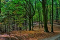 Beech trees forest at autumn / fall daylight Royalty Free Stock Photo