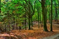 Beech trees forest at autumn / fall daylight Royalty Free Stock Photo