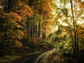 Beech trees forest at autumn / fall daylight Royalty Free Stock Photo